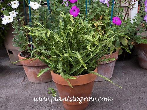 Lemon Button Fern (Nephrolepis cordifolia 'Duffii') growing in 6 inch standard clay pot. It gets bright indirect light  and shade in this spot.